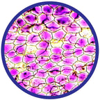 Microscop 450X
