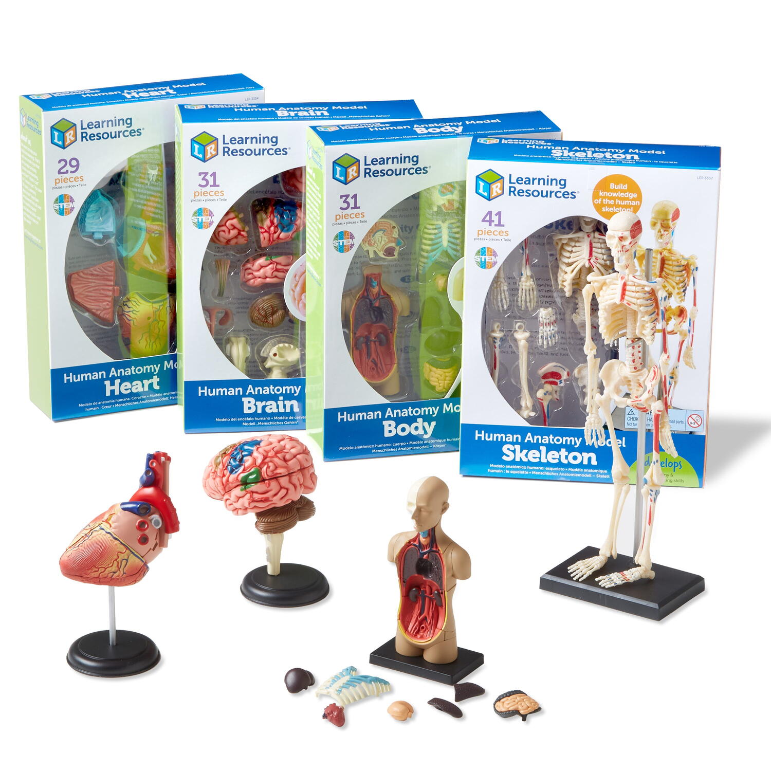 Set machete - Anatomie