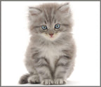 Proiector tip lanterna - Animalute dragalase
