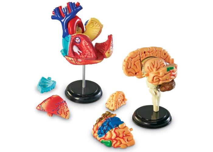 Set machete - Anatomie