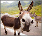 Proiector tip lanterna - Distractie cu animalute