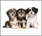 Proiector tip lanterna - Animalute dragalase