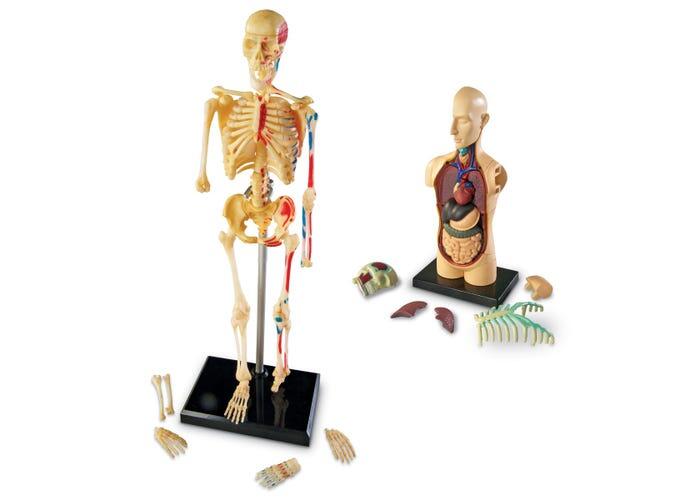 Set machete - Anatomie