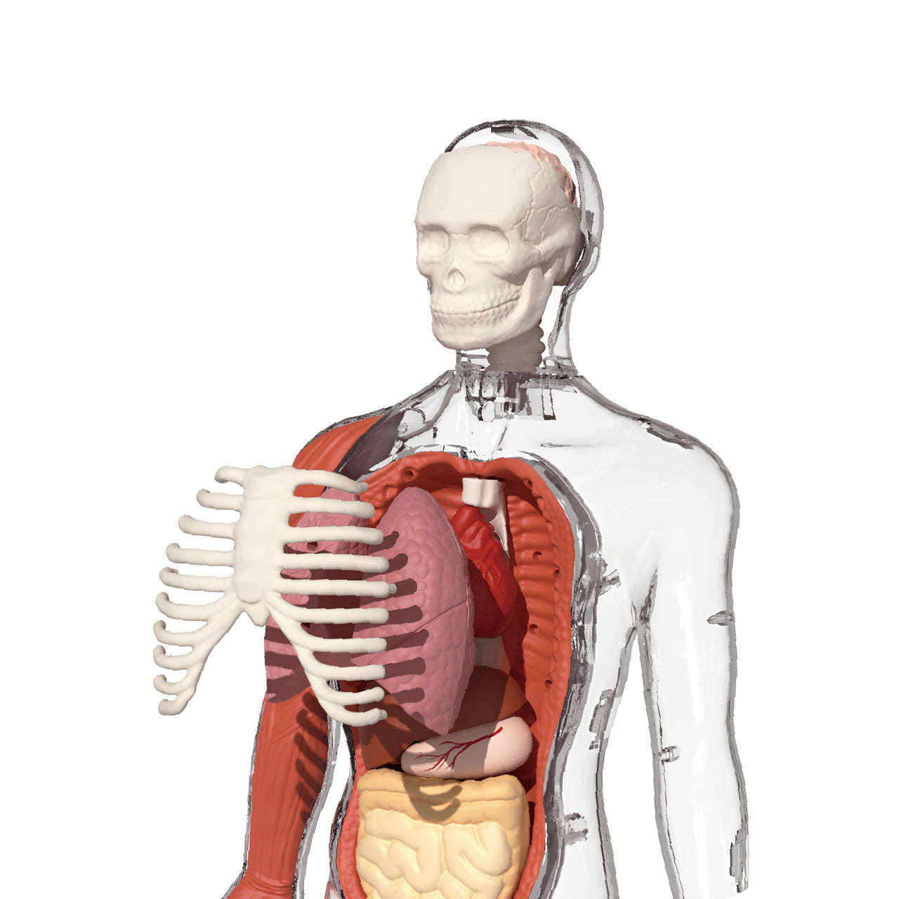 Joc STEM Anatomia umana, TopBright