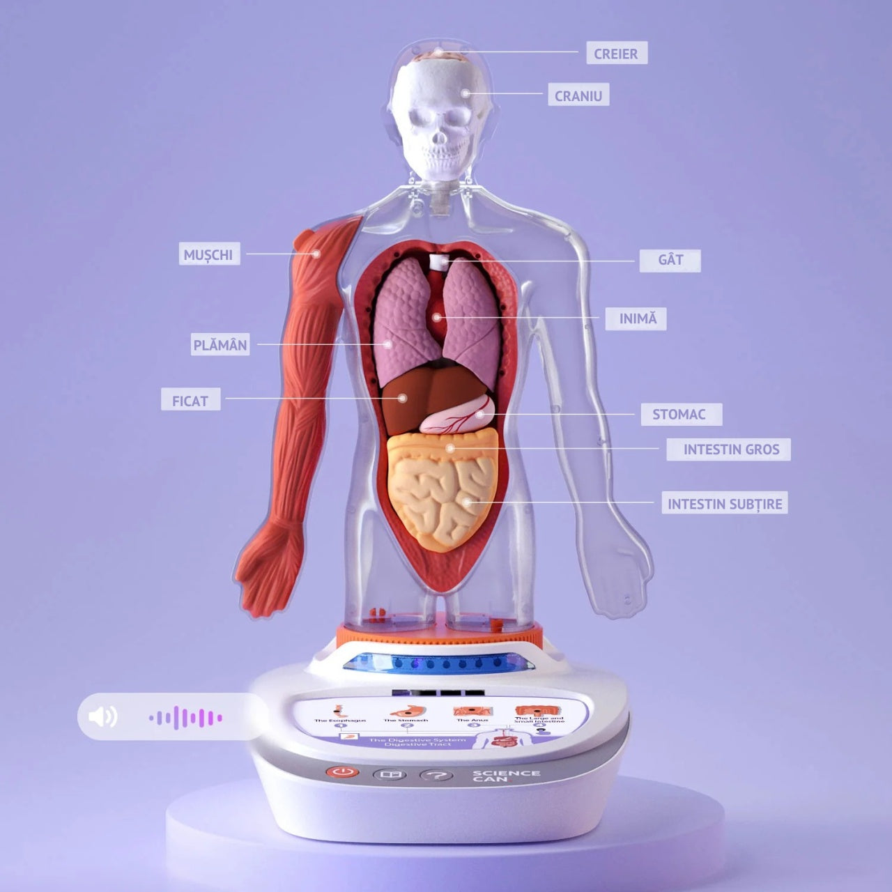 Joc STEM Anatomia umana, TopBright