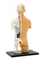 Kit STEM Anatomia corpului uman, Thames & Kosmos